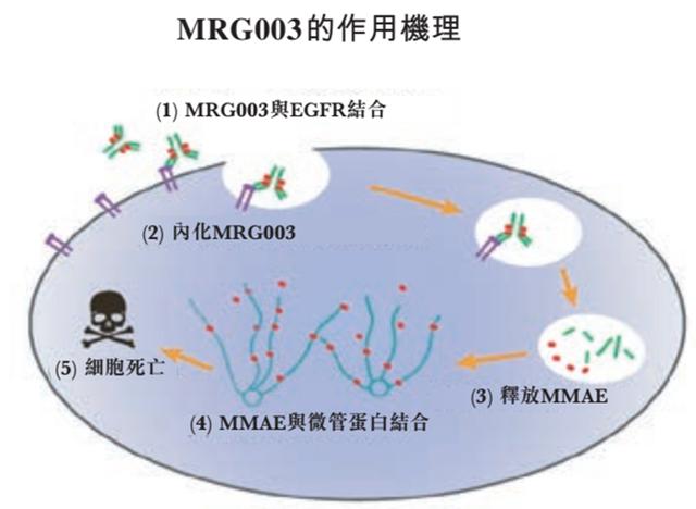 徐瑞華教授:MRG003榮登2021ESMO,有望成為首個EGFR靶向ADC,造福晚期實體瘤患者