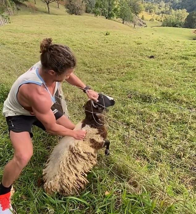 澳大利亚男子救出被铁丝网困住的羊 帮助其翻过栅栏