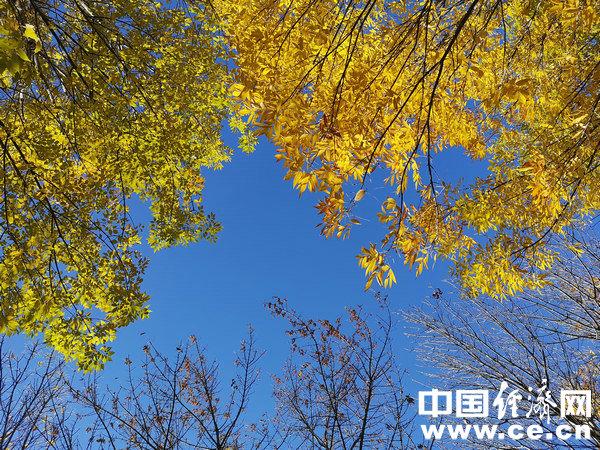 秋季是过敏高发期 如何预防？