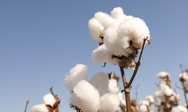 如何挑选婴儿湿巾？深企全棉时代获央视科教频道推荐