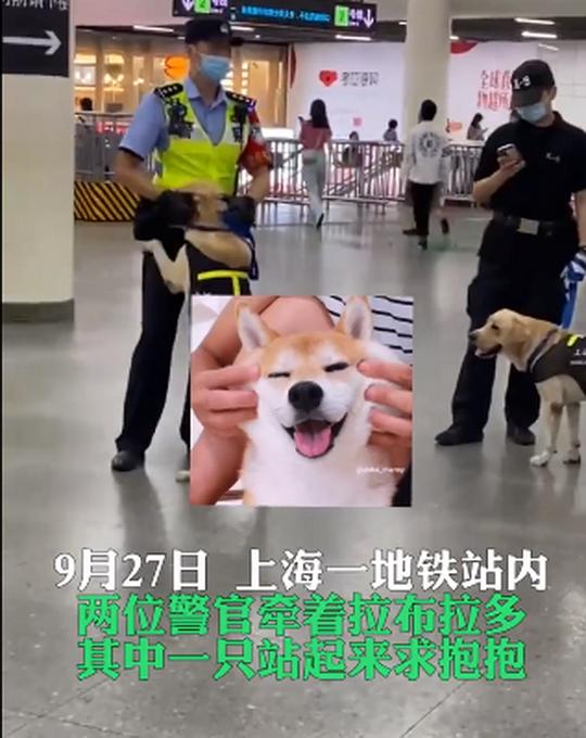 可爱！上海地铁站警犬卖萌求抱抱，警官摸脸好温柔