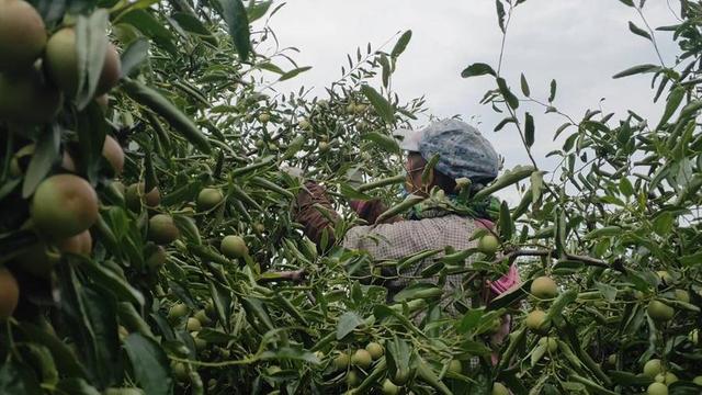 沾化冬枣