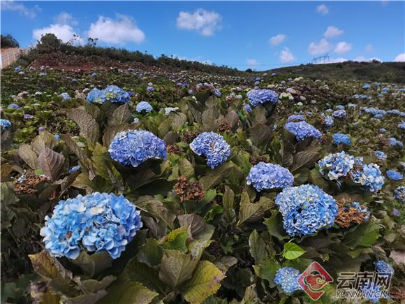 绿化荒山恢复植被昆明南国山花基地探索农林产业可持续发展新路径 新闻时间