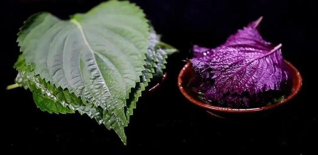 家里种盆它 药费不用花 全身是宝 润肺润肠又暖胃 用水一泡 好处特多