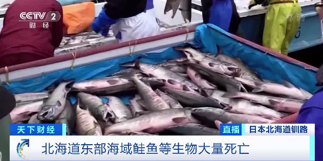 北海道海域首次发生严重赤潮现象 2万条鲑鱼死亡 未来5年或无海胆可捞 新闻时间