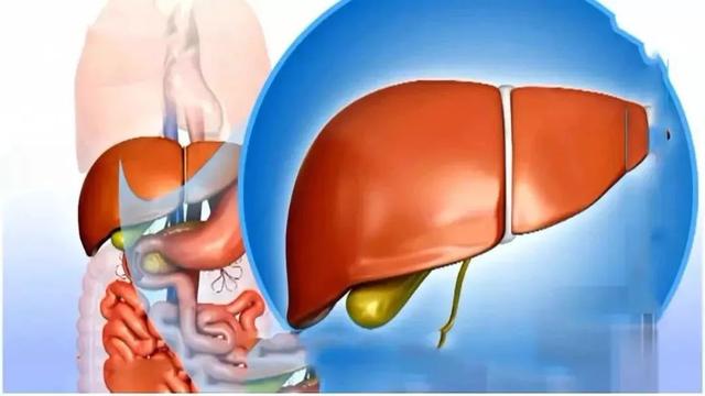 长期喝酒、熬夜太伤肝！这种药草，养肝降血脂
