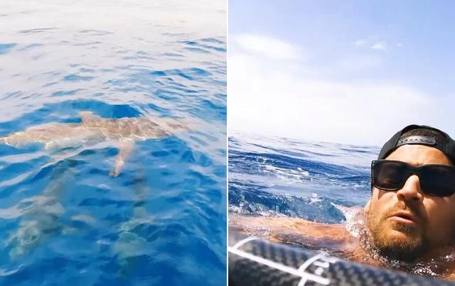 澳大利亚男子划桨时遇到鲨鱼 下一秒掉进海中被包围