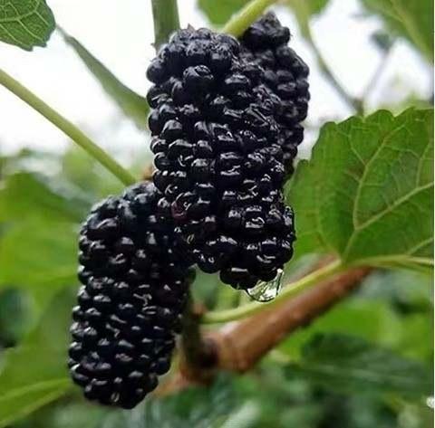 周六霜降，怎么秋补？“金、木、水、火、土”，你是哪种人？