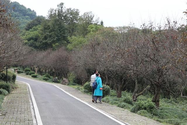 桂花什么时候开