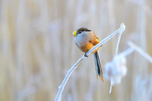 今日霜降 | 二十四节气里的中医智慧