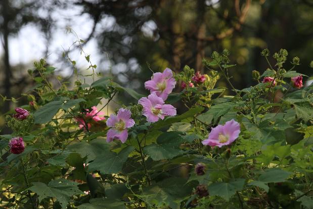 木芙蓉花