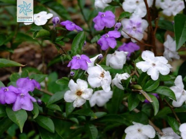 木芙蓉图片