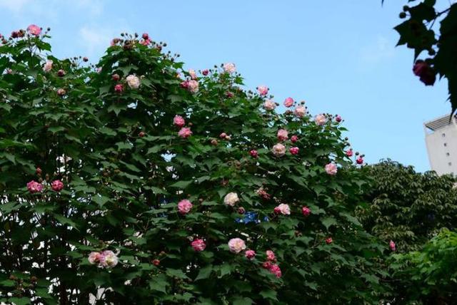 木芙蓉图片