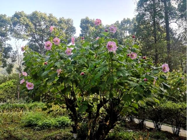 木芙蓉树简介图片