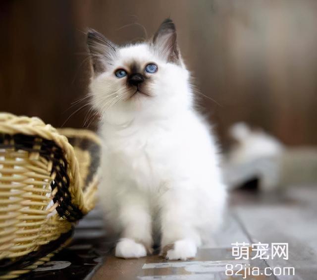 伯曼猫