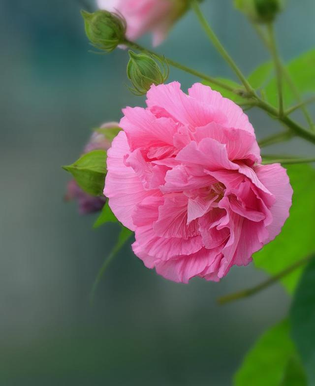 芙蓉花长什么样子图片图片