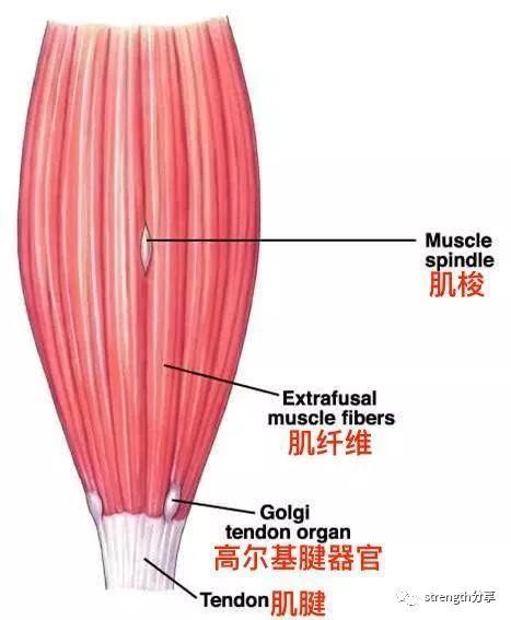 肌腱的意思