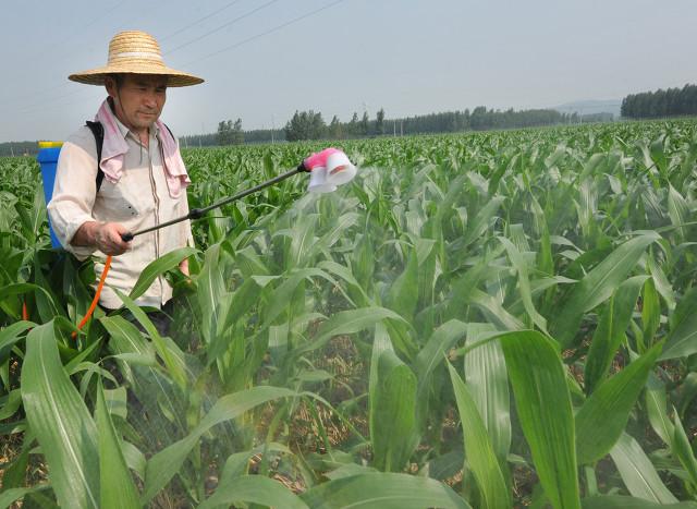 玉米用什么叶面肥好？什么情况下使用效果好？注意5个问题