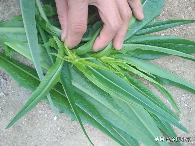 油麦菜细茎中空、抽薹？通过加强土壤间作套种等管理，延长采收期