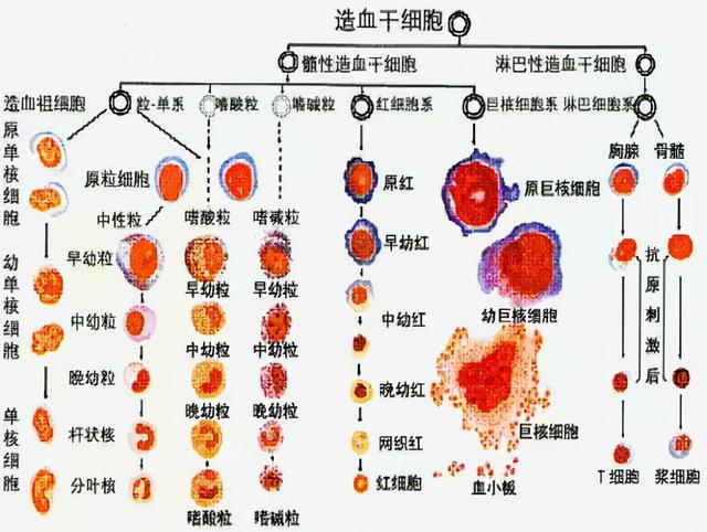紅棗、花生、枸杞、紅糖這些紅色的食物真能補血嗎？