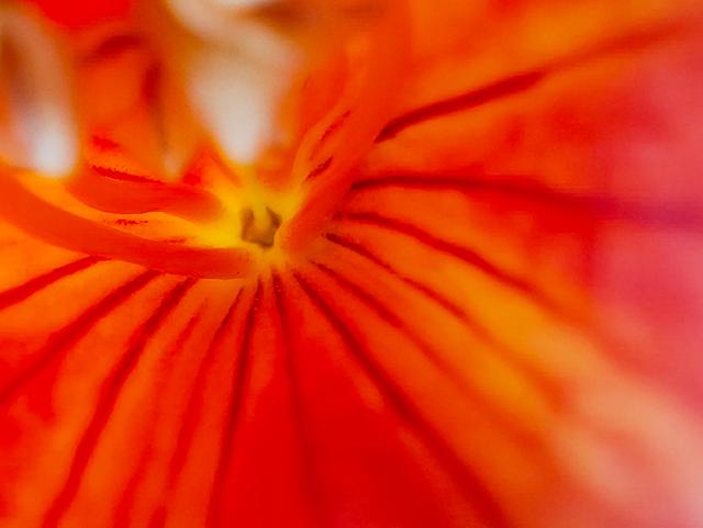 意不意外? 华为P50 Pro首测2: 网友要求再拍10组对比, 逼出它影像极限