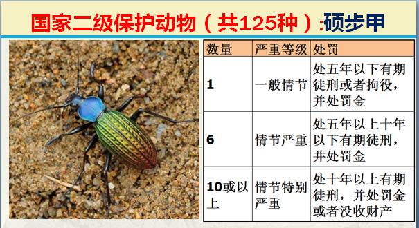 国家二级保护动物