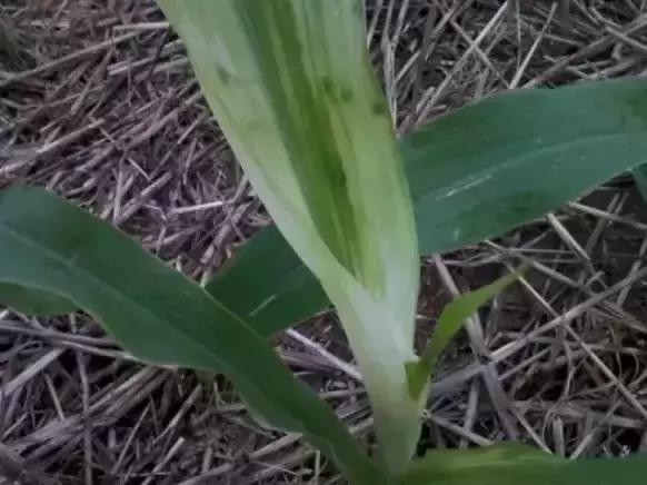 前旱后雨，玉米苗后除草剂出现药害怎么办？8