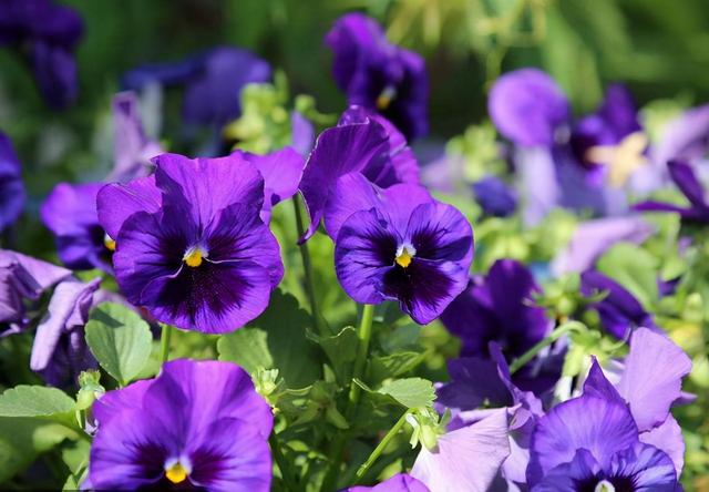紫罗兰鲜花花语图片