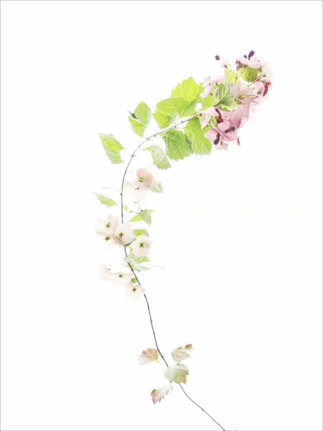 20个技巧，助您手机拍大片！（影展点评第459期）