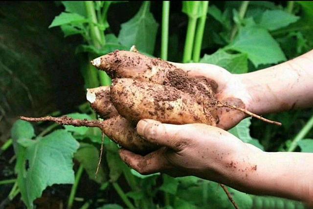 雪莲果怎么吃比较好（雪莲果的正确吃法）