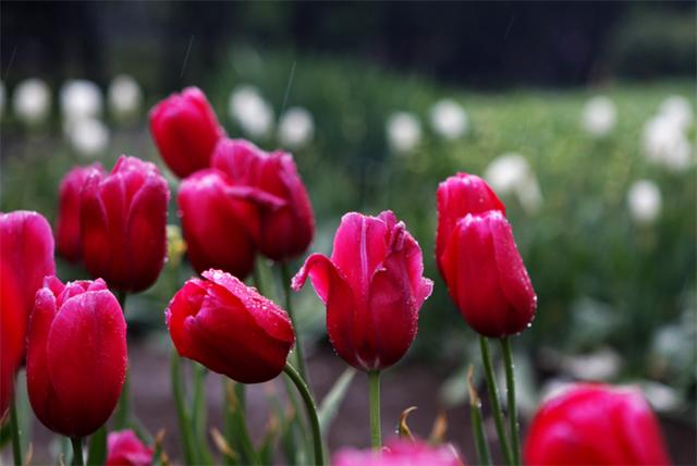 郁金香花语