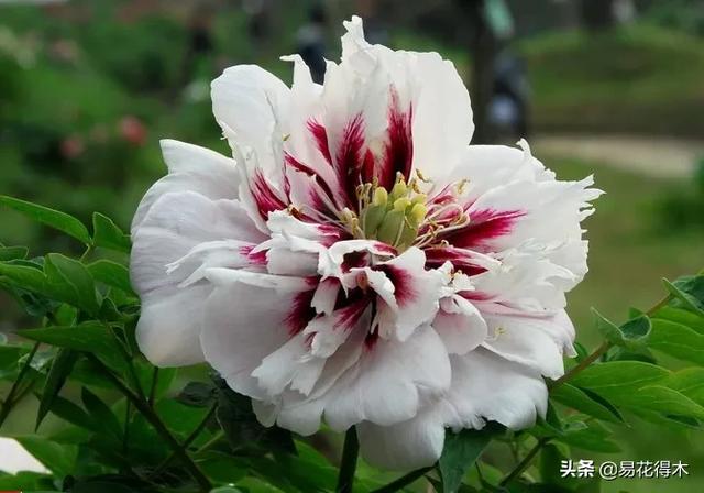 矮牡丹