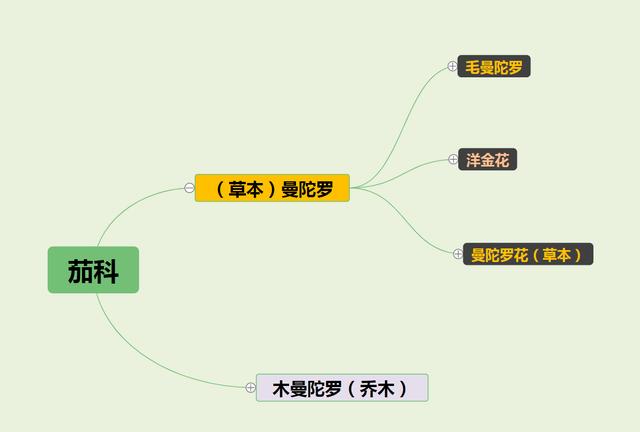 曼陀罗花