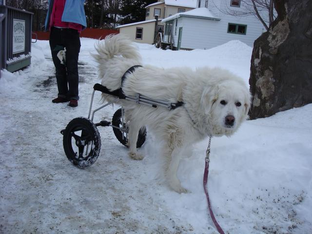 大白熊犬图片