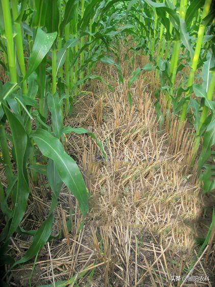 这个玉米田除草剂一次施药，二次除草，干净彻底，一季无草