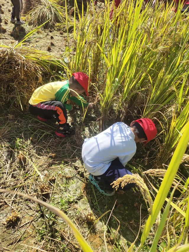 幼儿园的割水稻能手