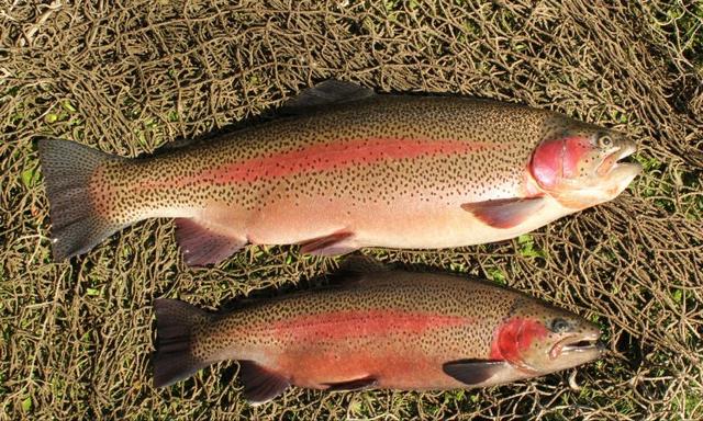 虹鳟鱼图片(虹鳟鱼图片和三文鱼的区别) 财税记账 第1张