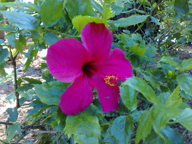 回顾诺基亚N95：当年高贵的机皇