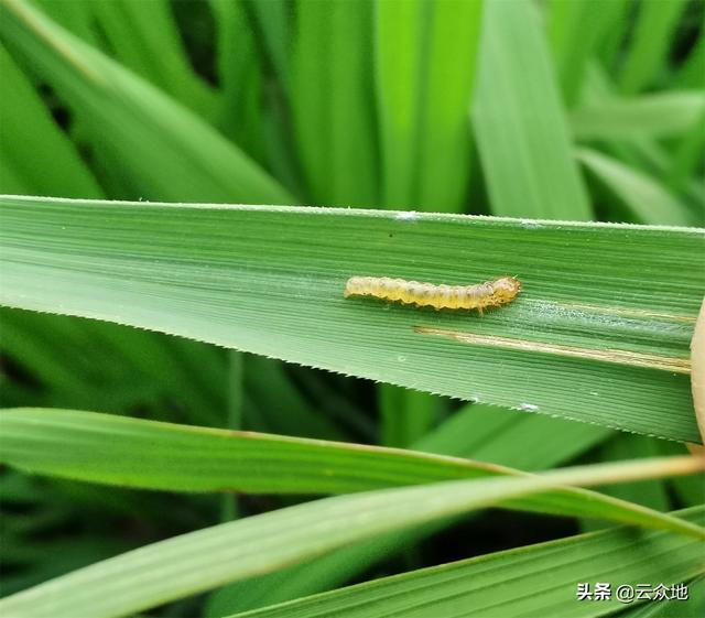 防治稻纵卷叶螟，甲维盐、虫螨腈、茚虫威哪个好？复配效果更好2