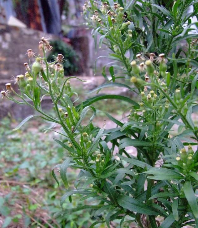 薇甘菊花期图片