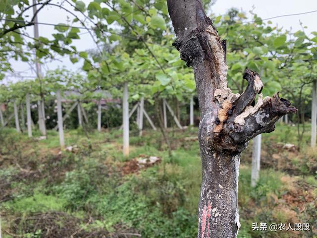 猕猴桃溃疡来势凶，发病急；刮骨疗伤，舍腕断臂，这些招数要用尽5