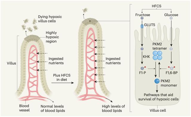 《Nature》重磅研究：吃水果太多，竟然会喂养癌细胞