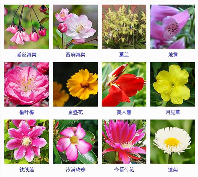 观花植物 观花植物（木本观花植物） 生活