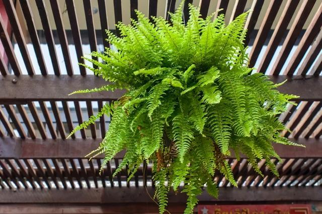 凤尾蕨 凤尾蕨（凤尾蕨的功效与作用） 生活