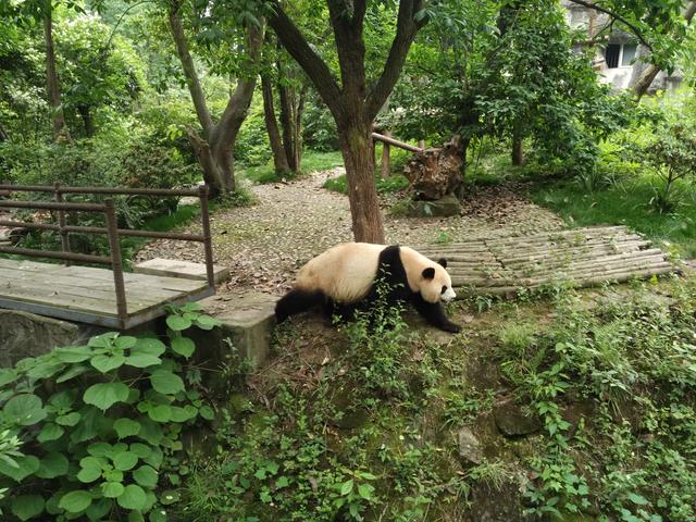 大熊猫的爱好和特长是什么，大熊猫不仅可爱而且什么？