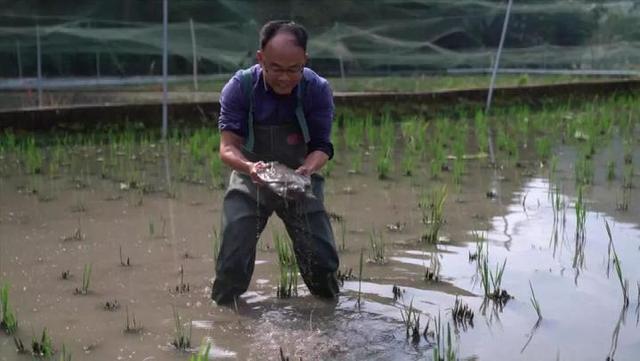 死甲鱼怎么处理才没毒