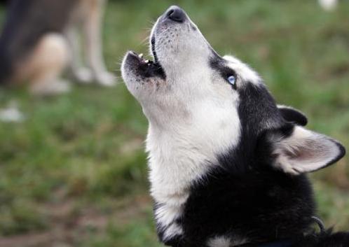 狗狗在家嚎叫怎么回事(狗狗自己在家一直嚎叫)-艾拉养犬