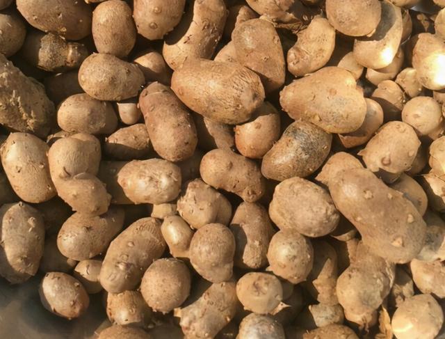 山药蛋怎么做简单好吃(山药蛋怎么做法)