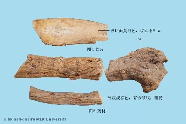葛根是什么 葛根是什么（葛根是什么颜色的） 生活