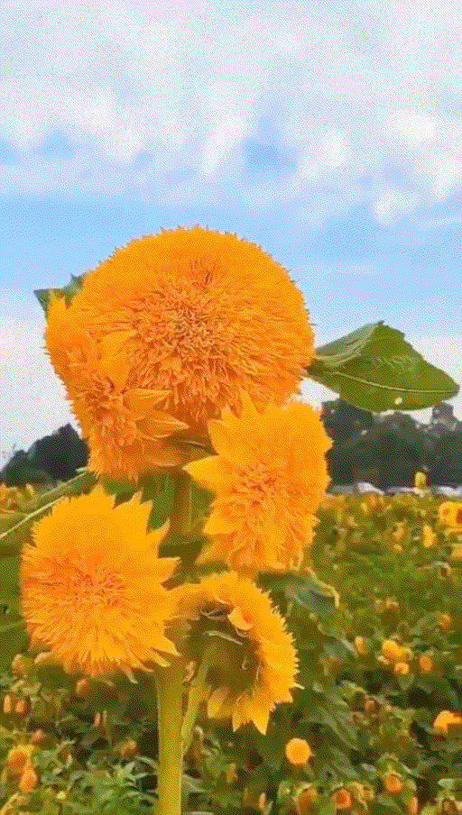列子汤问原文及翻译（贯虱《列子·汤问》赏析）